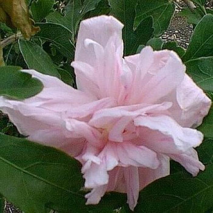 Rose of Sharon - Hibiscus syriacus 'Lady Stanley' Rose of Sharon - Hibiscus syriacus 'Lady Stanley'
