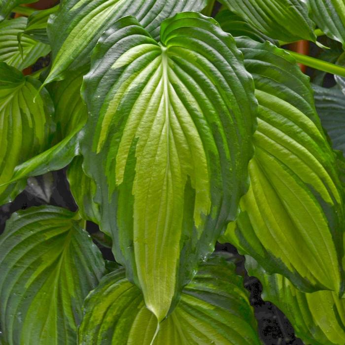 Plantain Lily - Hosta 'Angel Falls' Plantain Lily - Hosta 'Angel Falls'