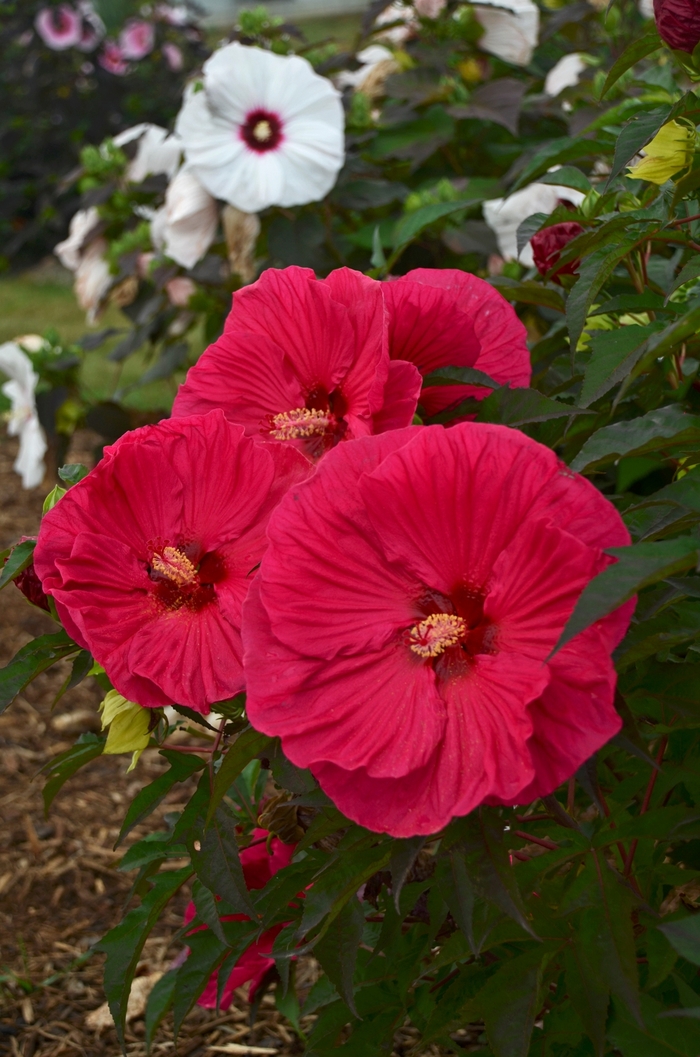 Rose Mallow - Hibiscus 'Summer in Paradise '