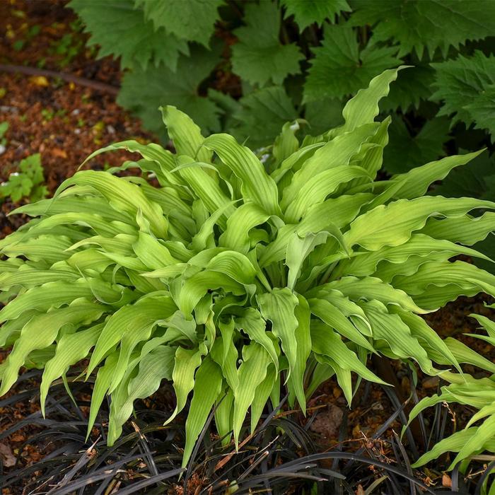 Plantain Lily - Hosta 'Curly Fries' Plantain Lily - Hosta 'Curly Fries'