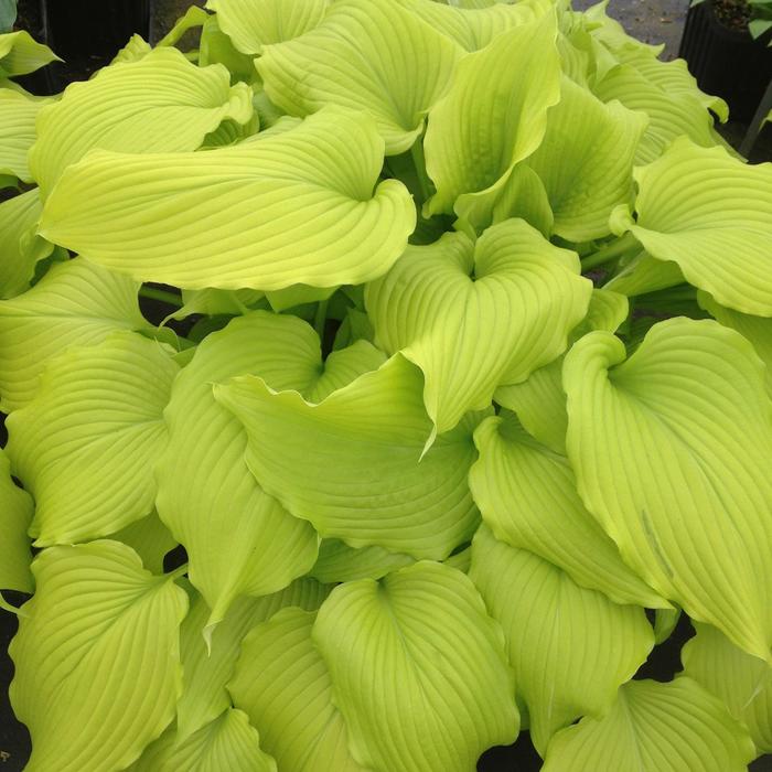 Plantain Lily - Hosta 'Dancing Queen' Plantain Lily - Hosta 'Dancing Queen'