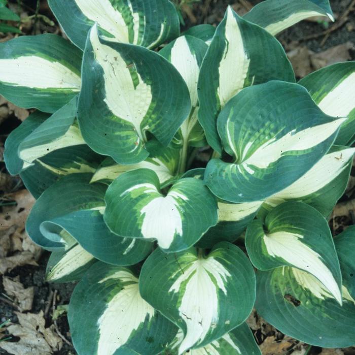 Plantain Lily - Hosta 'Half and Half' Plantain Lily - Hosta 'Half and Half'