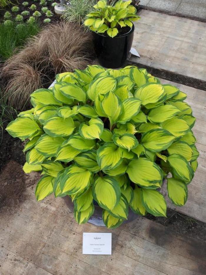 Plantain Lily - Hosta 'Volcano Island' Plantain Lily - Hosta 'Volcano Island'