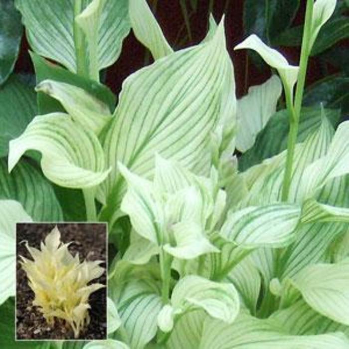Plantain Lily - Hosta 'White Feather'