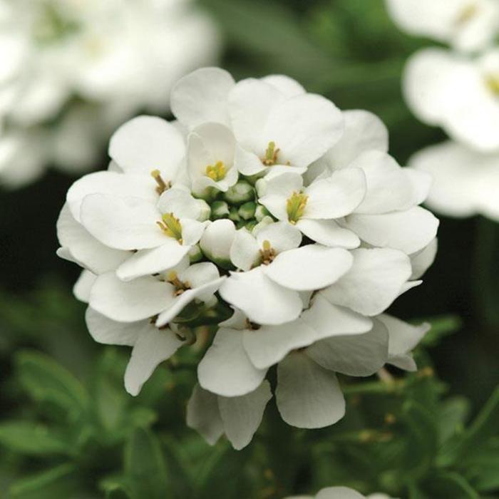 Iberis sempervirens 'Purity' | Candytuft | Ebert's Greenhouse