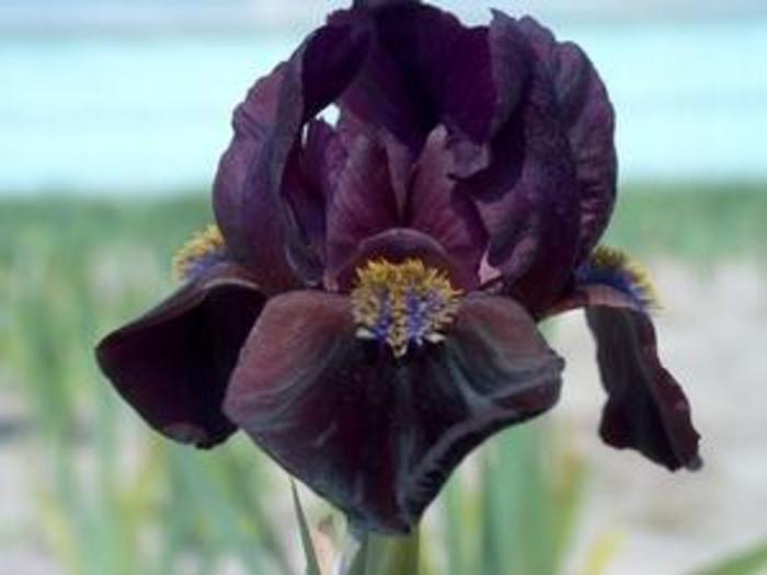 Dwarf German Iris - Iris pumila 'Demon'