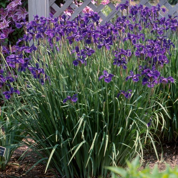 Siberian Iris - Iris siberica 'Caesar's Brother' Siberian Iris - Iris siberica 'Caesar's Brother'