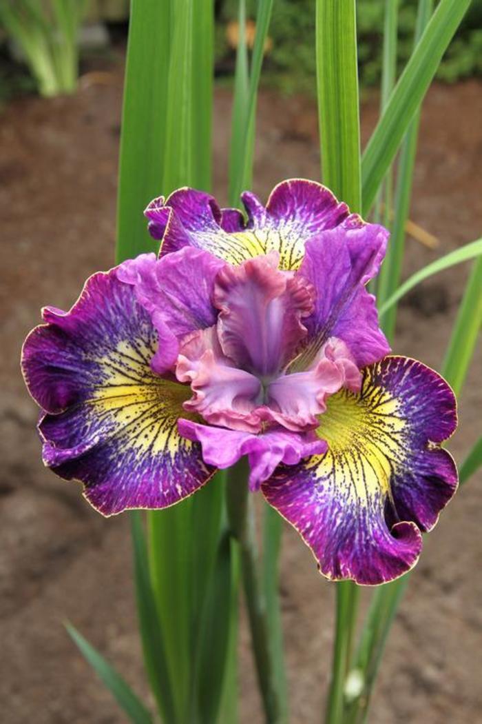 Siberian Iris - Iris siberica 'How Audacious'
