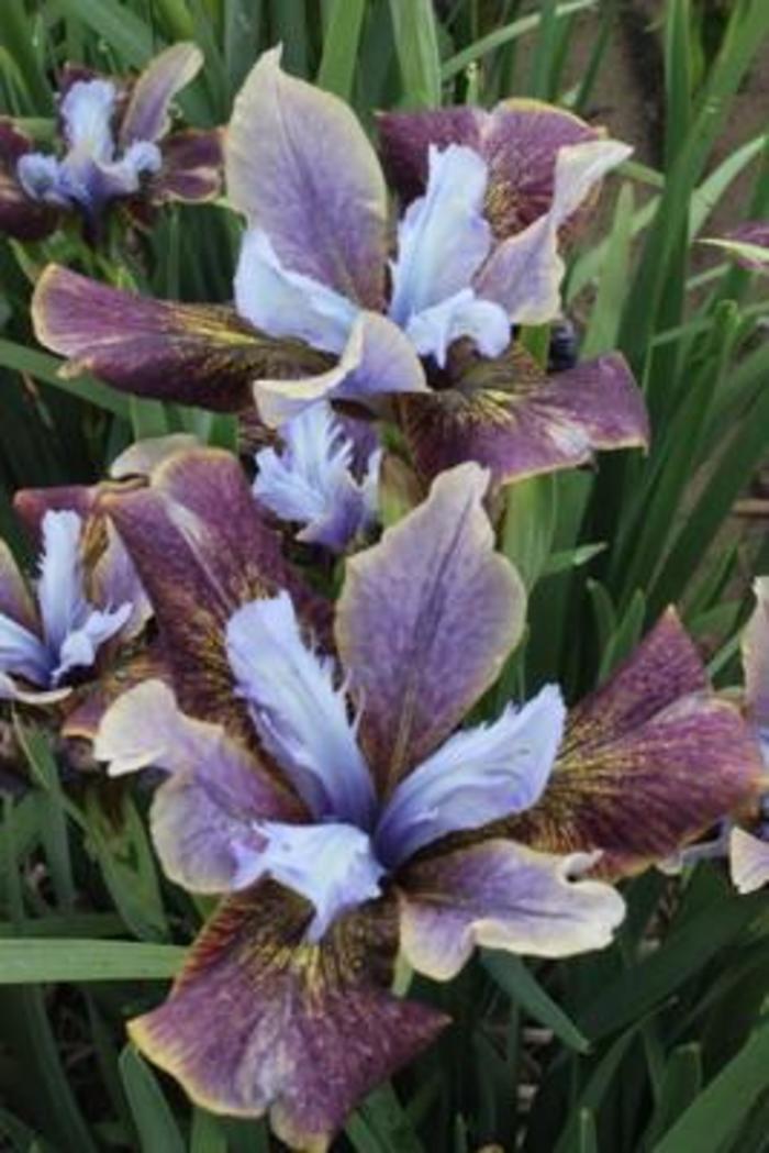 Siberian Iris - Iris siberica 'Peacock Black Joker'