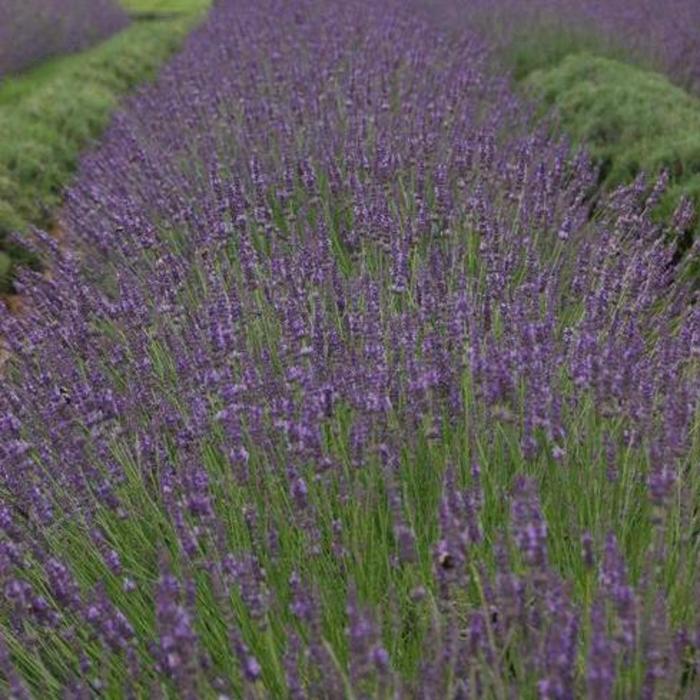Lavender - Lavandula x intermedia 'Phenomenal'