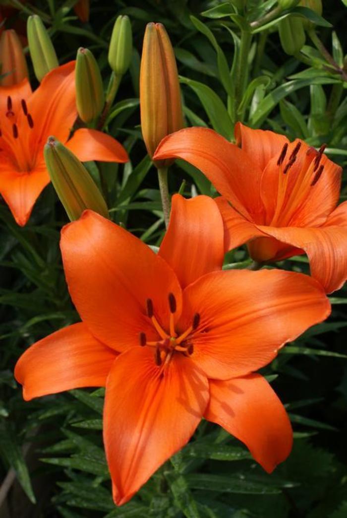 Asiatic Lily - Lilium 'Brunello'