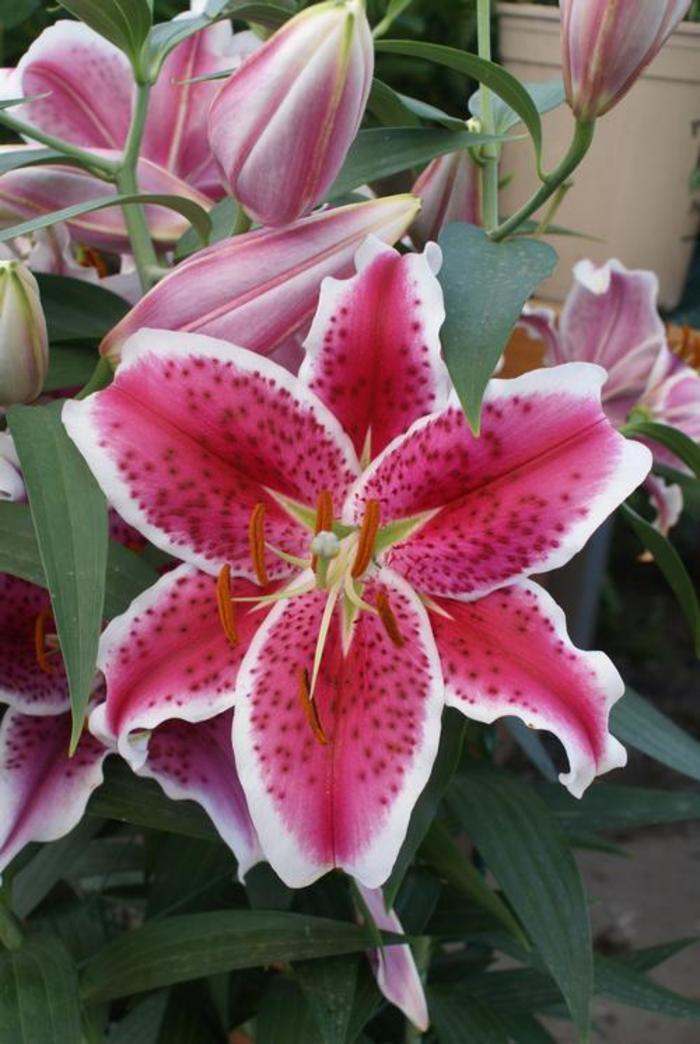 Oriental Lily - Lilium 'Starfighter'