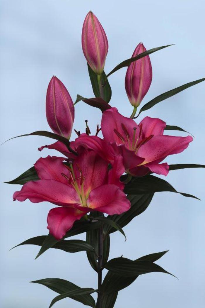 Oriental Lily - Lilium 'Tarrango'