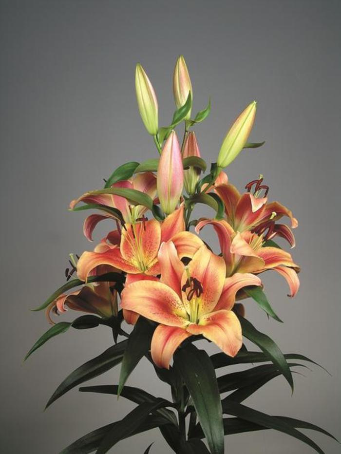 Lilium 'Montego Bay'' | Oriental Trumpet Lily | Ebert's Greenhouse