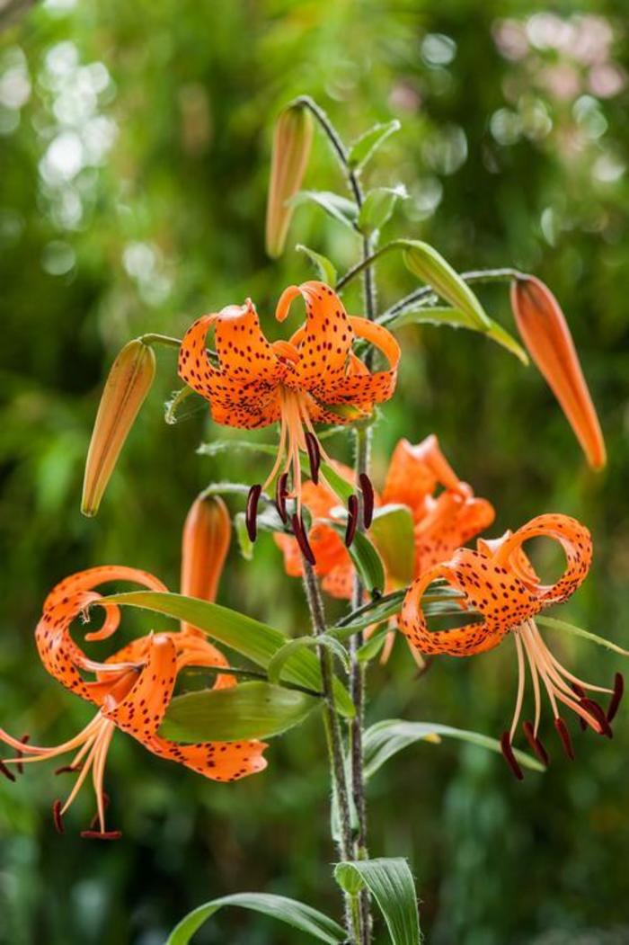 Tiger Lily - Lilium 'Splendens'