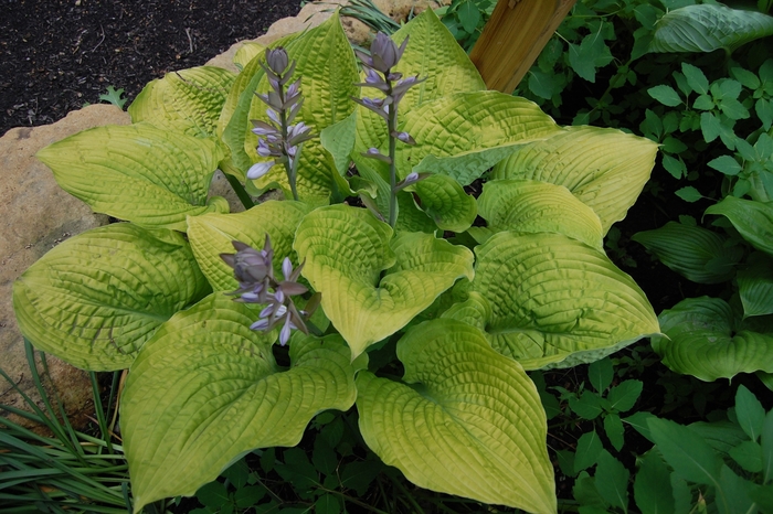 Shadowland® Coast to Coast' - Hosta hybrid Shadowland® Coast to Coast' - Hosta hybrid