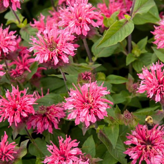 Bee Balm - Monarda didyma 'Pink Lace'