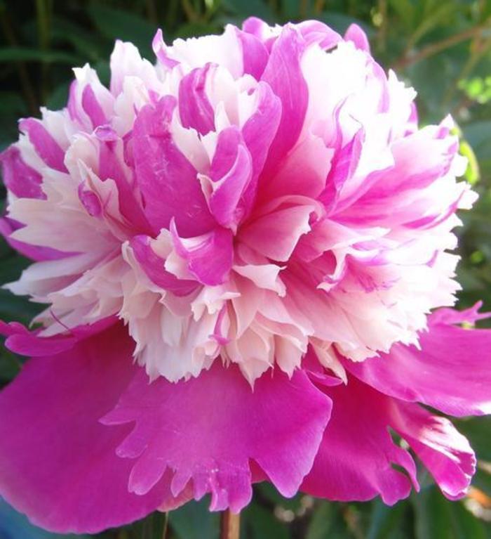 Garden Peony - Paeonia 'Celebrity' Garden Peony - Paeonia 'Celebrity'