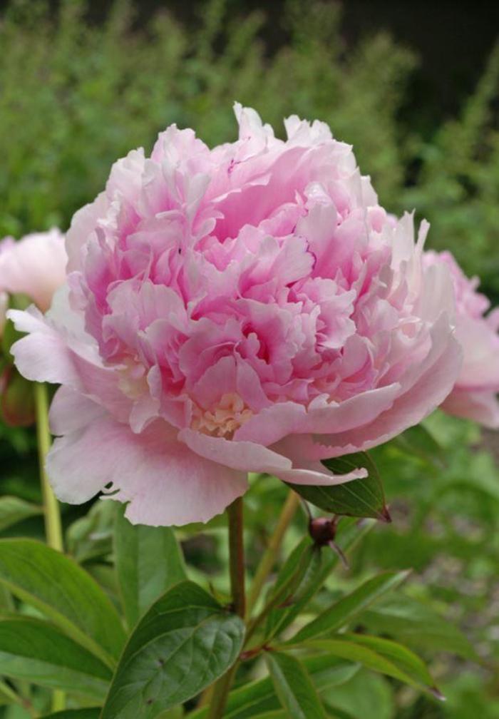 Paeonia 'Eden's Perfume' | Garden Peony | Ebert's Greenhouse