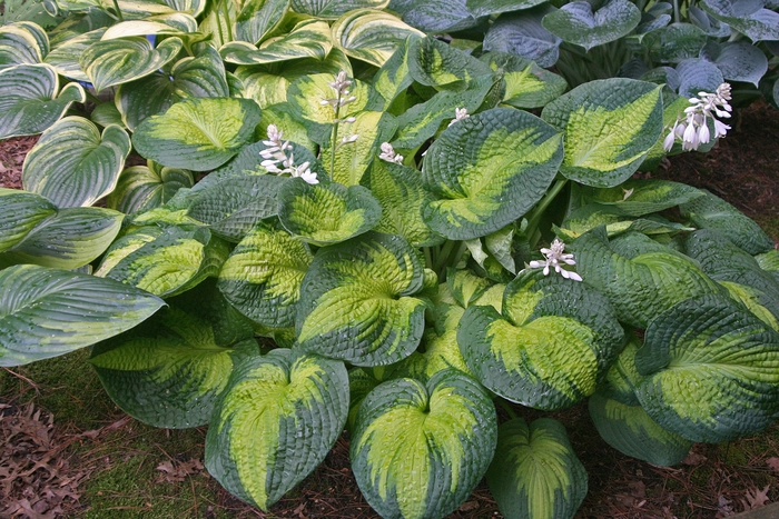 Plantain Lily - Hosta 'Brother Stefan'