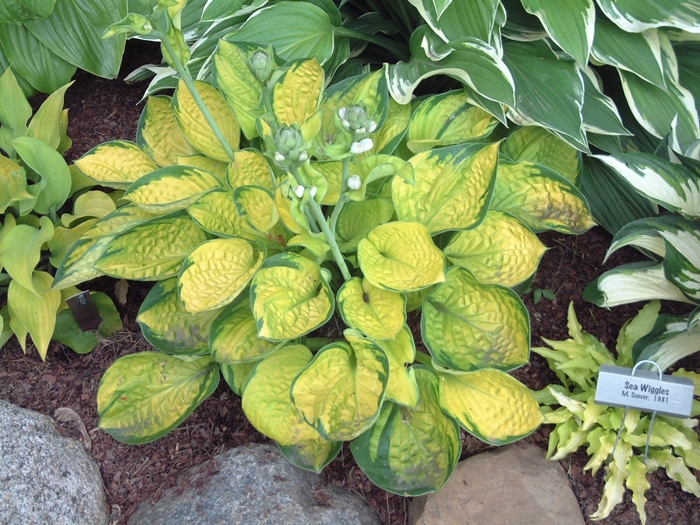 Plantain Lily - Hosta 'Rainforest Sunrise' Plantain Lily - Hosta 'Rainforest Sunrise'