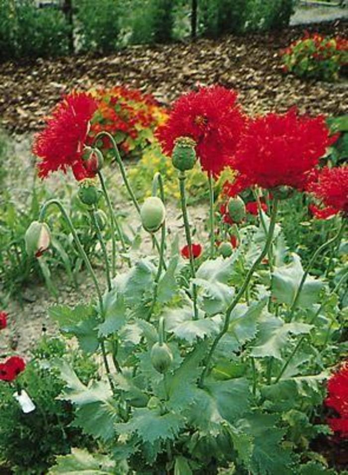 Oriental Poppy - Papaver orientale 'Crimson Red'