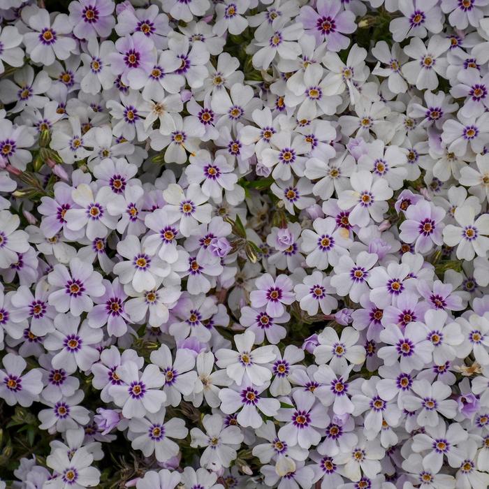 Creeping Phlox - Phlox subulata 'North Hills' Creeping Phlox - Phlox subulata 'North Hills'