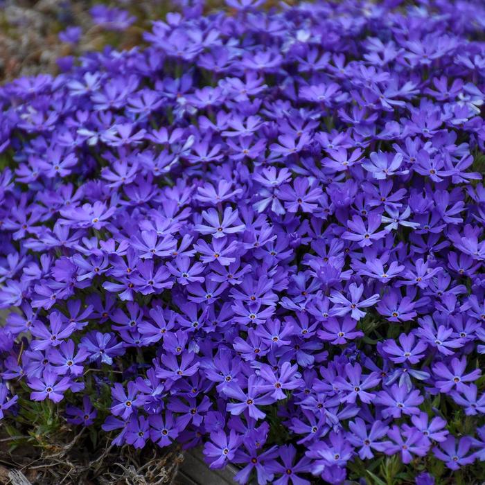 Creeping Phlox - Phlox 'Violet Pinwheels' Creeping Phlox - Phlox 'Violet Pinwheels'