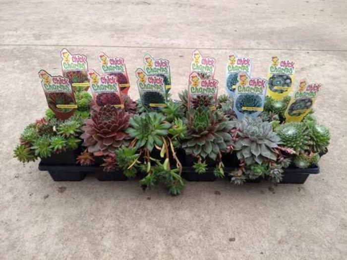 Hens & Chicks - Sempervivum 'Chick Charms' Hens & Chicks - Sempervivum 'Chick Charms'