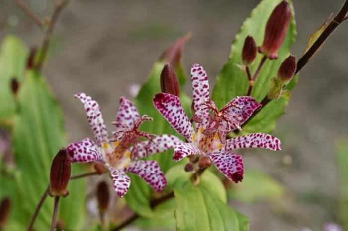 Toad Lily - Tricyrtis 'Empress'