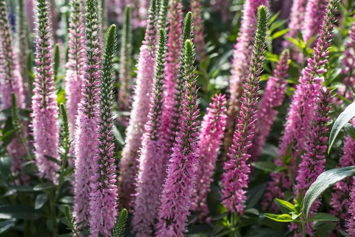 Veronica longifolia 'Vernique Pink' | Speedwell | Ebert's Greenhouse