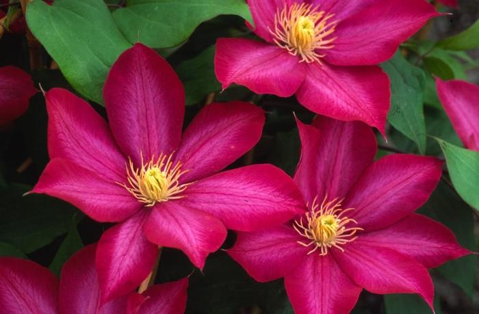 Clematis - Clematis 'Bourbon' Clematis - Clematis 'Bourbon'
