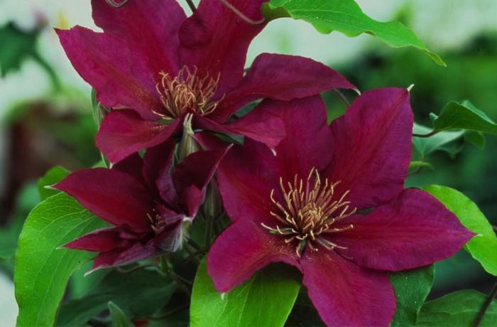 Clematis - Clematis 'Picardy'