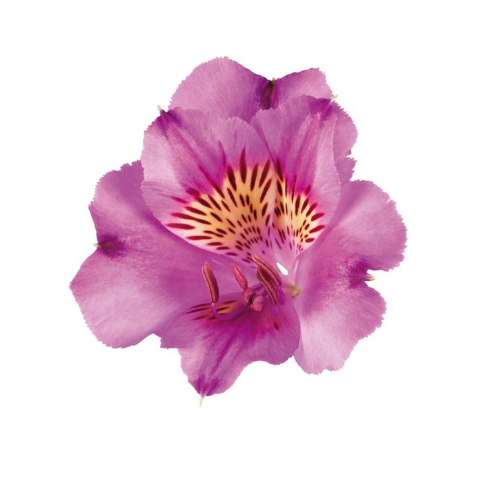 Peruvian Lily - Alstroemeria 'Colorita Lilian'
