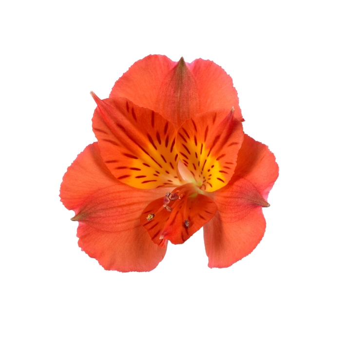 Colorita® Amina® - Alstroemeria 'Amina Orange' (Peruvian Lily)