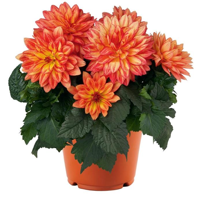 Dahlia - Dahlia 'XXL Tabasco' Dahlia - Dahlia 'XXL Tabasco'