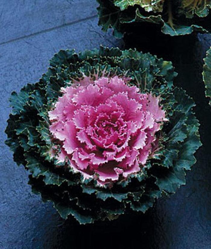 Flowering Kale - Brassica oleracea 'Songbird Pink'