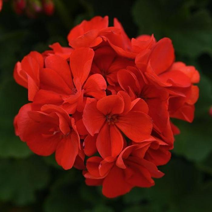 Geranium, Zonal - Pelargonium x hortorum 'Sunrise™ Bright Red'