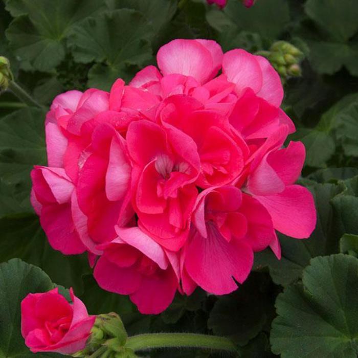 Geranium, Zonal - Pelargonium x hortorum 'Sunrise™ Hot Pink' Geranium, Zonal - Pelargonium x hortorum 'Sunrise™ Hot Pink'