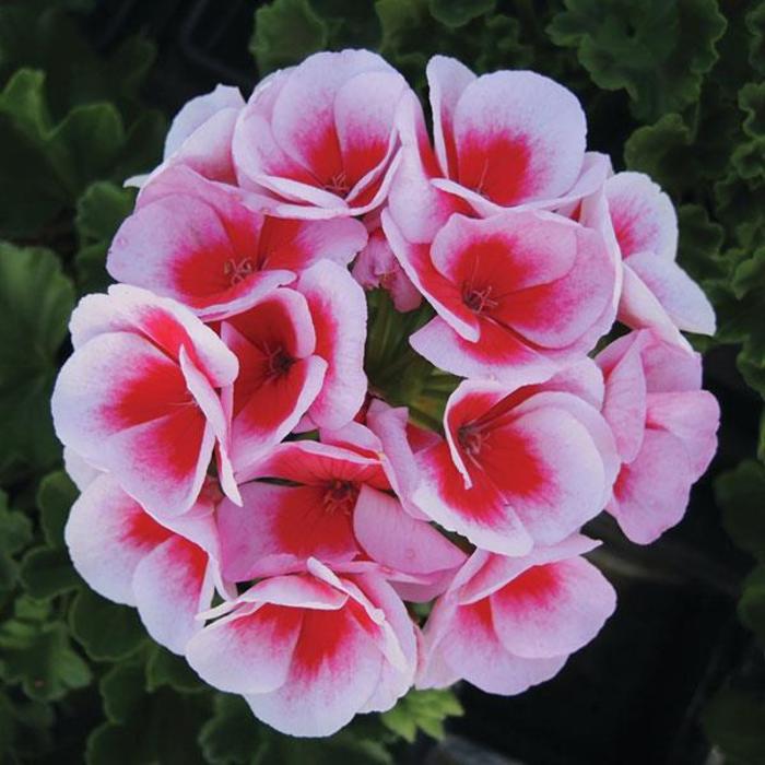 Geranium, Zonal - Pelargonium x hortorum 'Sunrise™ White+Eye' Geranium, Zonal - Pelargonium x hortorum 'Sunrise™ White+Eye'