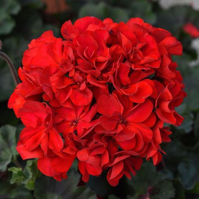 Geranium, Zonal - Pelargonium x hortorum 'Super Moon Red' Geranium, Zonal - Pelargonium x hortorum 'Super Moon Red'