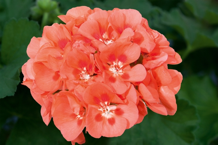 Geranium, Zonal - Pelargonium x hortorum 'Sunrise™ Salmon+Red Eye' Geranium, Zonal - Pelargonium x hortorum 'Sunrise™ Salmon+Red Eye'