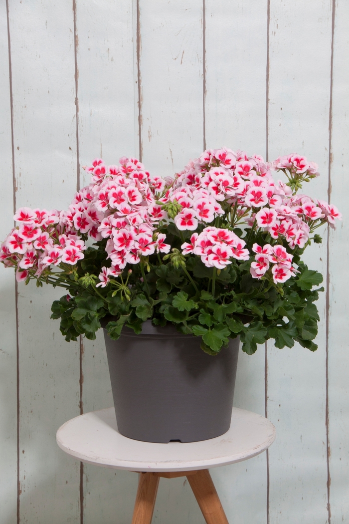 Sunrise&trade; White with Zest - Geranium, Zonal