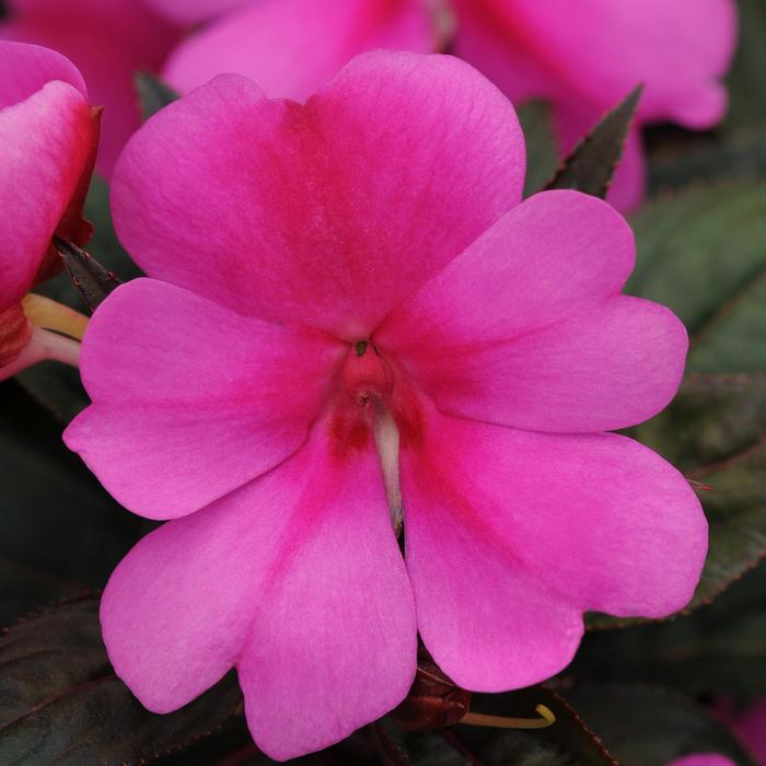 Impatiens - Impatiens hawkeri 'Big Bounce™ Lavender' Impatiens - Impatiens hawkeri 'Big Bounce™ Lavender'