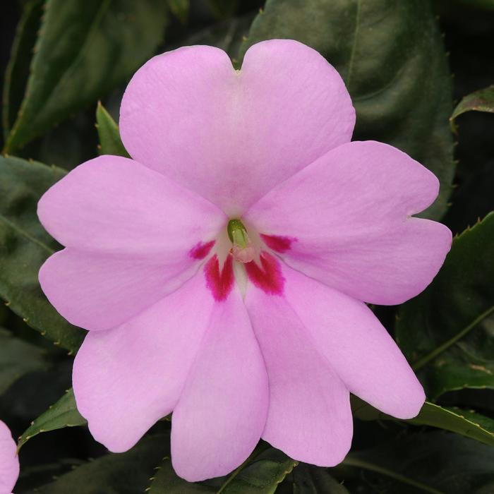 Impatiens - Impatiens hawkeri 'Big Bounce™ Lilac' Impatiens - Impatiens hawkeri 'Big Bounce™ Lilac'