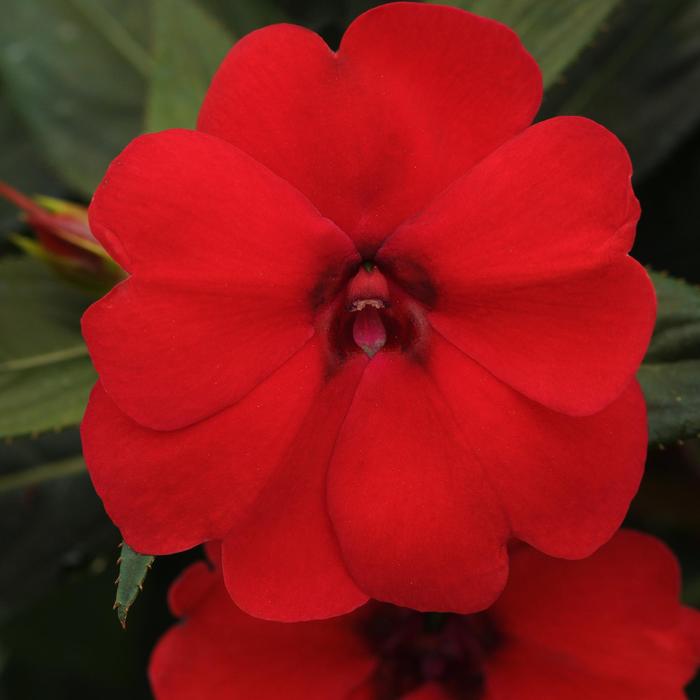 Impatiens - Impatiens hawkeri 'Big Bounce™ Red ' Impatiens - Impatiens hawkeri 'Big Bounce™ Red '