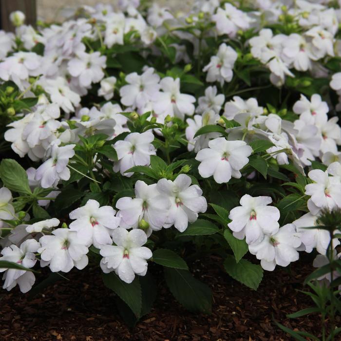 Impatiens - Impatiens hawkeri 'Big Bounce™ White' Impatiens - Impatiens hawkeri 'Big Bounce™ White'