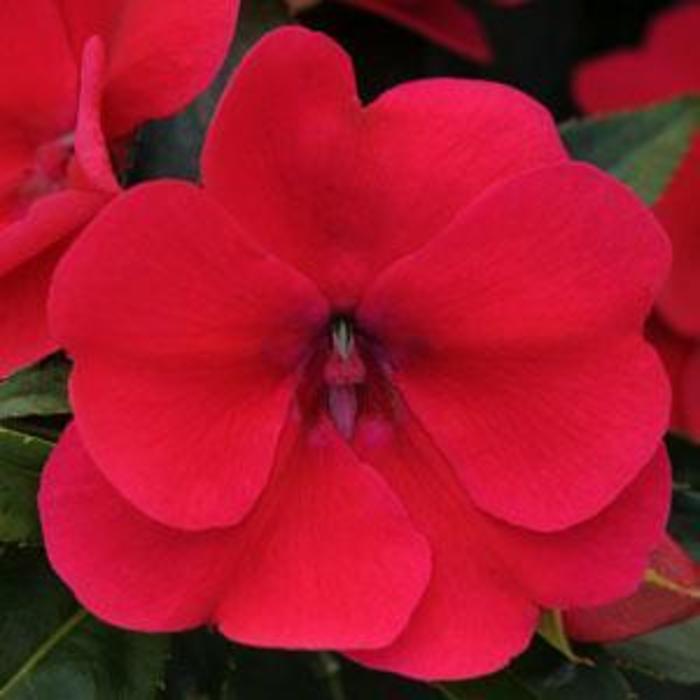 Impatiens - Impatiens hawkeri 'Bounce™ Cherry' Impatiens - Impatiens hawkeri 'Bounce™ Cherry'