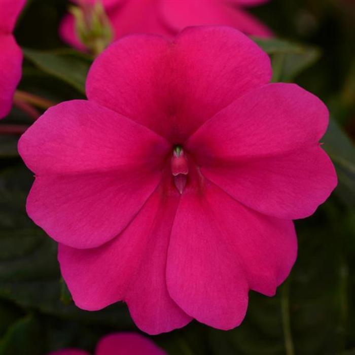 Impatiens - Impatiens hawkeri 'Bounce™ Violet' Impatiens - Impatiens hawkeri 'Bounce™ Violet'