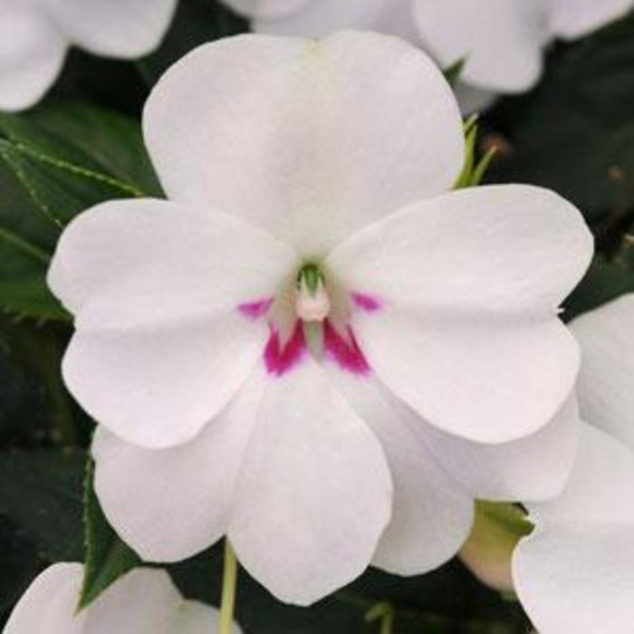 Impatiens - Impatiens hawkeri 'Bounce™ White' Impatiens - Impatiens hawkeri 'Bounce™ White'